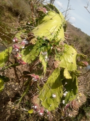 Opuntia inaperta