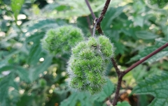 Girardinia diversifolia