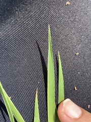 Digitaria tricholaenoides