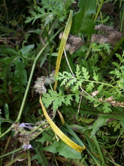 Puccinia striiformis