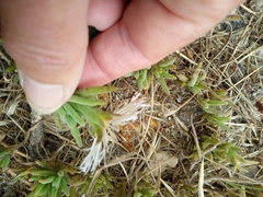 Mesembryanthemum canaliculatum