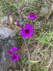 Senecio speciosus