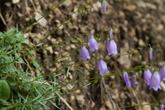 Campanula cespitosa