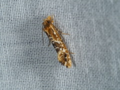 Moerarchis inconcisella