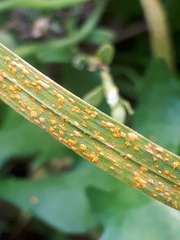 Puccinia striiformis