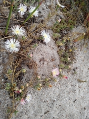 Mesembryanthemum canaliculatum