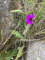 Senecio speciosus