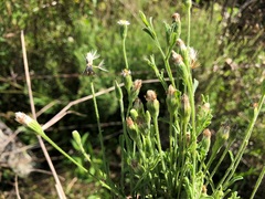 Vittadinia