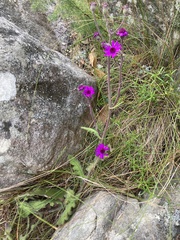 Senecio speciosus