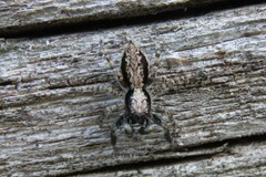 Menemerus taeniatus