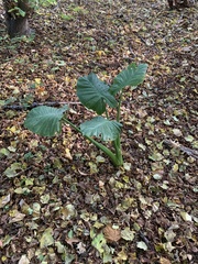 Alocasia