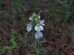 Bellardia trixago