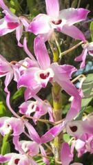 Dendrobium nobile