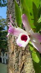 Dendrobium nobile
