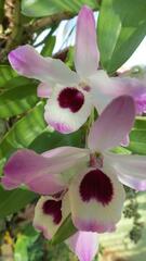 Dendrobium nobile