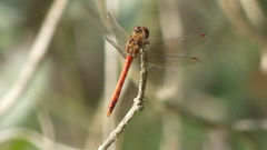 Sympetrum striolatum