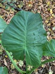 Alocasia