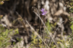 Thelymitra ixioides