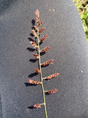 Urochloa serrata