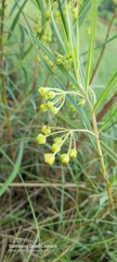 Asclepiadoideae