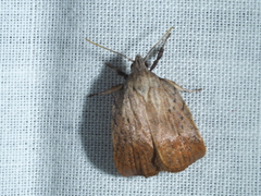 Tortricopsis pyroptis