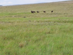 Connochaetes taurinus