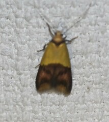 Hemibela oxyptera