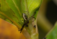 Diaea ambara