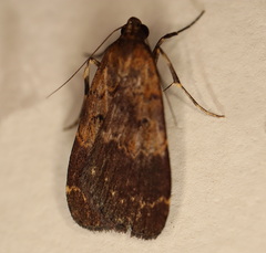 Hydrillodes funestalis