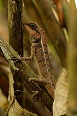 Calotes emma