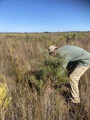 Hakea gibbosa