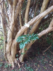 Cordia caffra