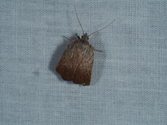 Tortricopsis pyroptis