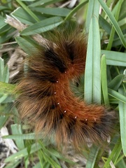 Phyllalia patens