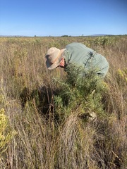 Hakea gibbosa