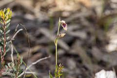 Calochilus robertsonii