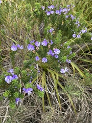 Psoralea aculeata