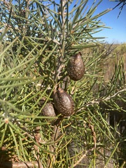 Hakea gibbosa