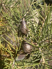 Hakea gibbosa