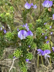 Psoralea aculeata