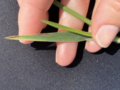 Urochloa serrata