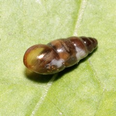 Cochlicopa lubrica
