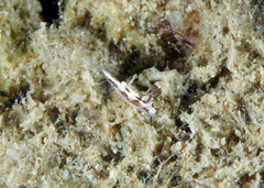 Goniodorididae
