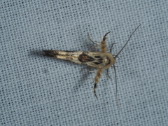 Stathmopoda