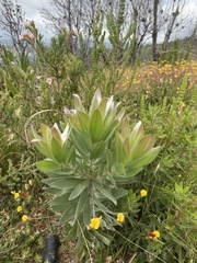 Leucadendron argenteum