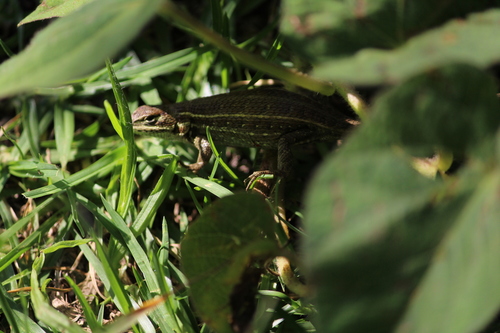 Sceloporus aeneus