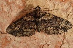 Eucymatoge peplodes