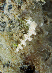 Nudibranchia