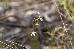 Caladenia cucullata