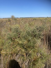 Hakea gibbosa